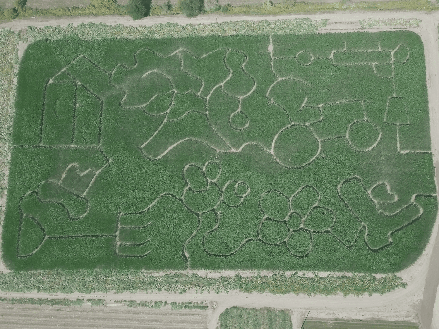 Pathways in the cornfield maze