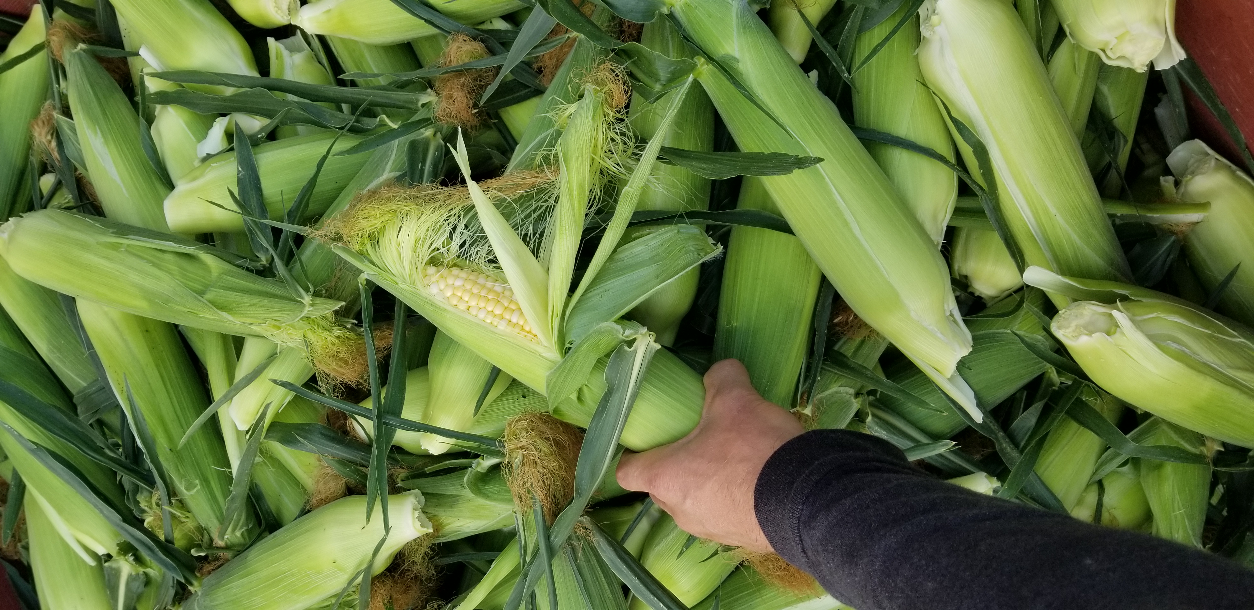 Sweet corn