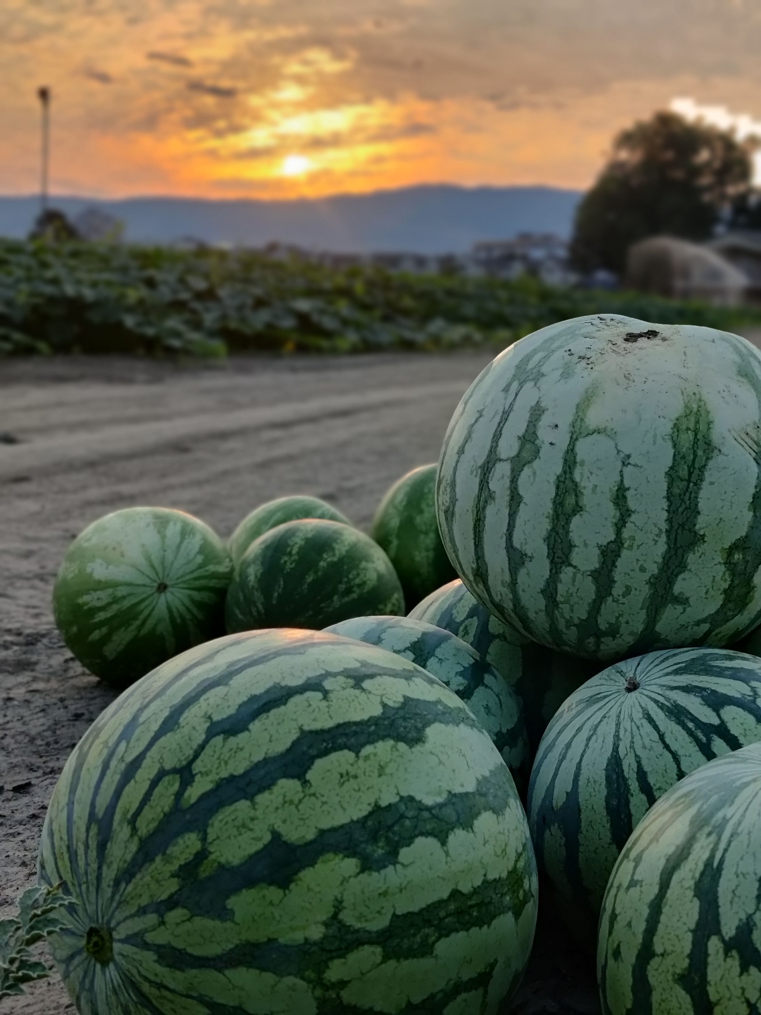 Kelowna watermelons