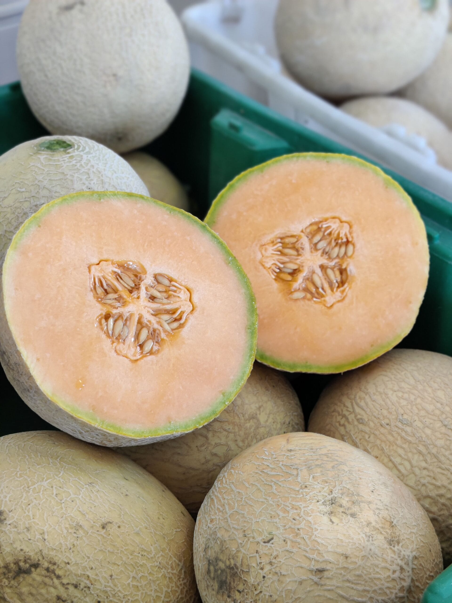 Cantaloupe