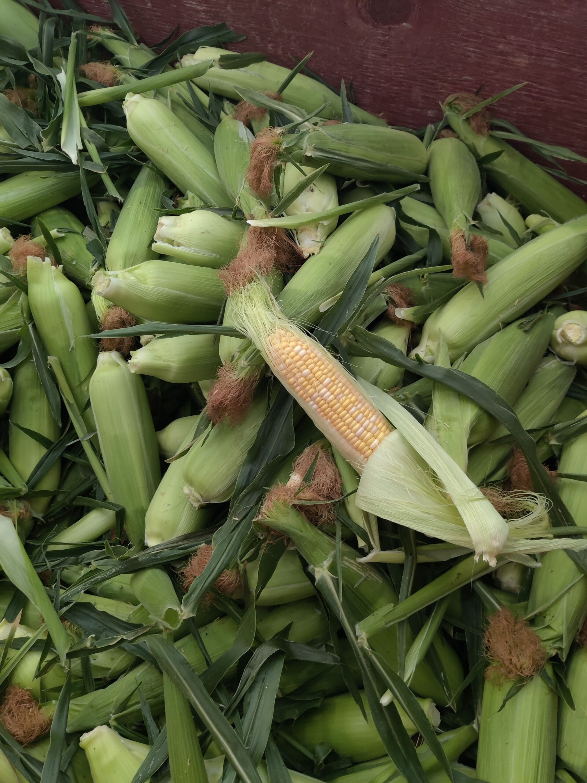 Sweet Corn