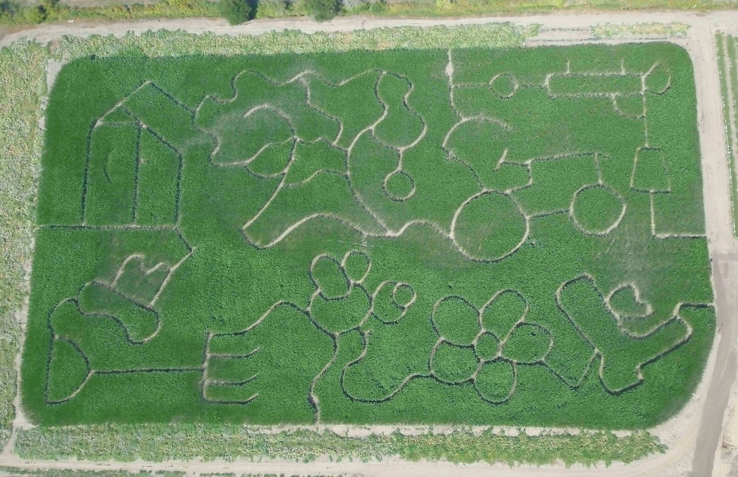 Drone view of the corn maze