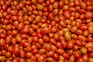 Tomato Roma