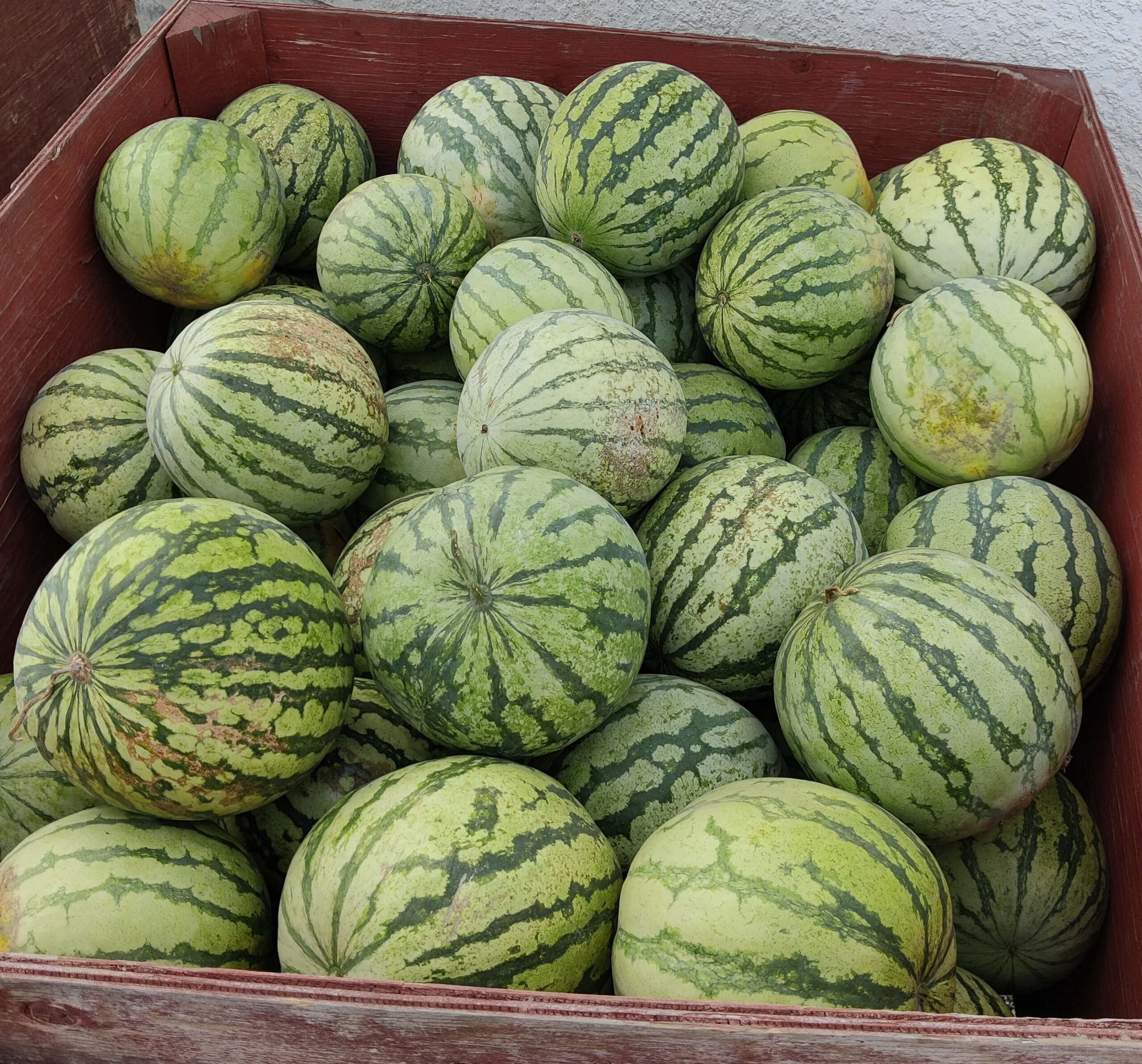 Watermelon
