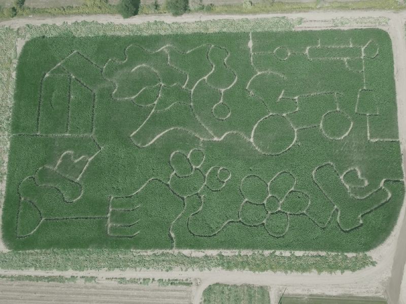 Drone view of the green corn maze fields