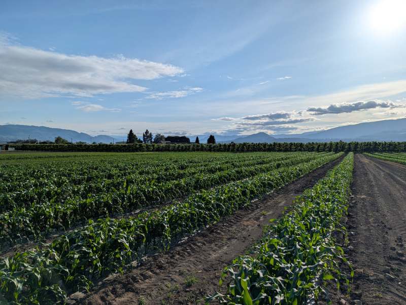 Okanagan Farm Fields