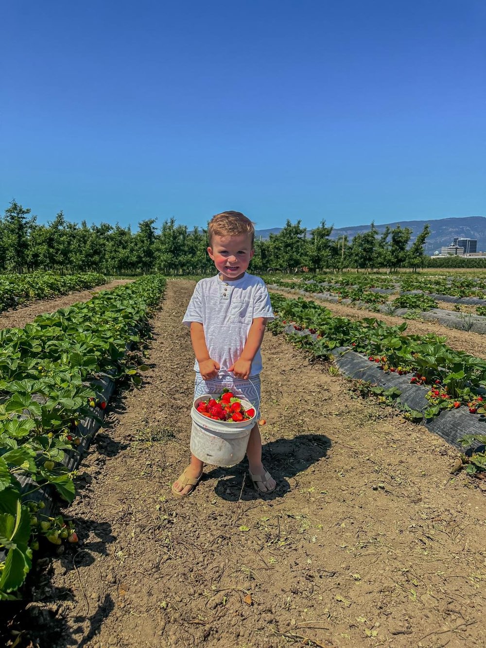 Fresh strawberries ready for U-pick at Kelowna Fruit n Veggies