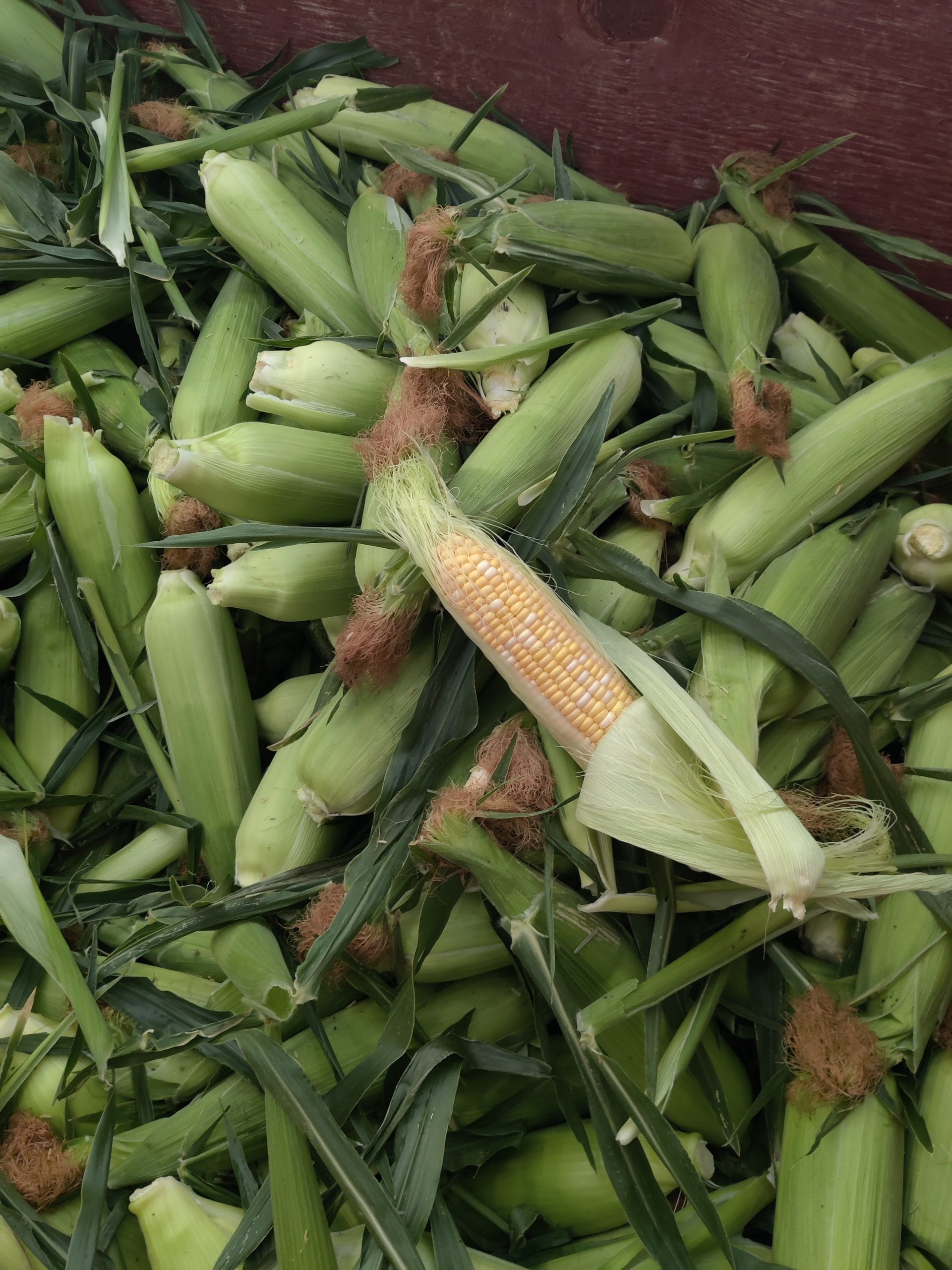 Famous Gourmet Corn