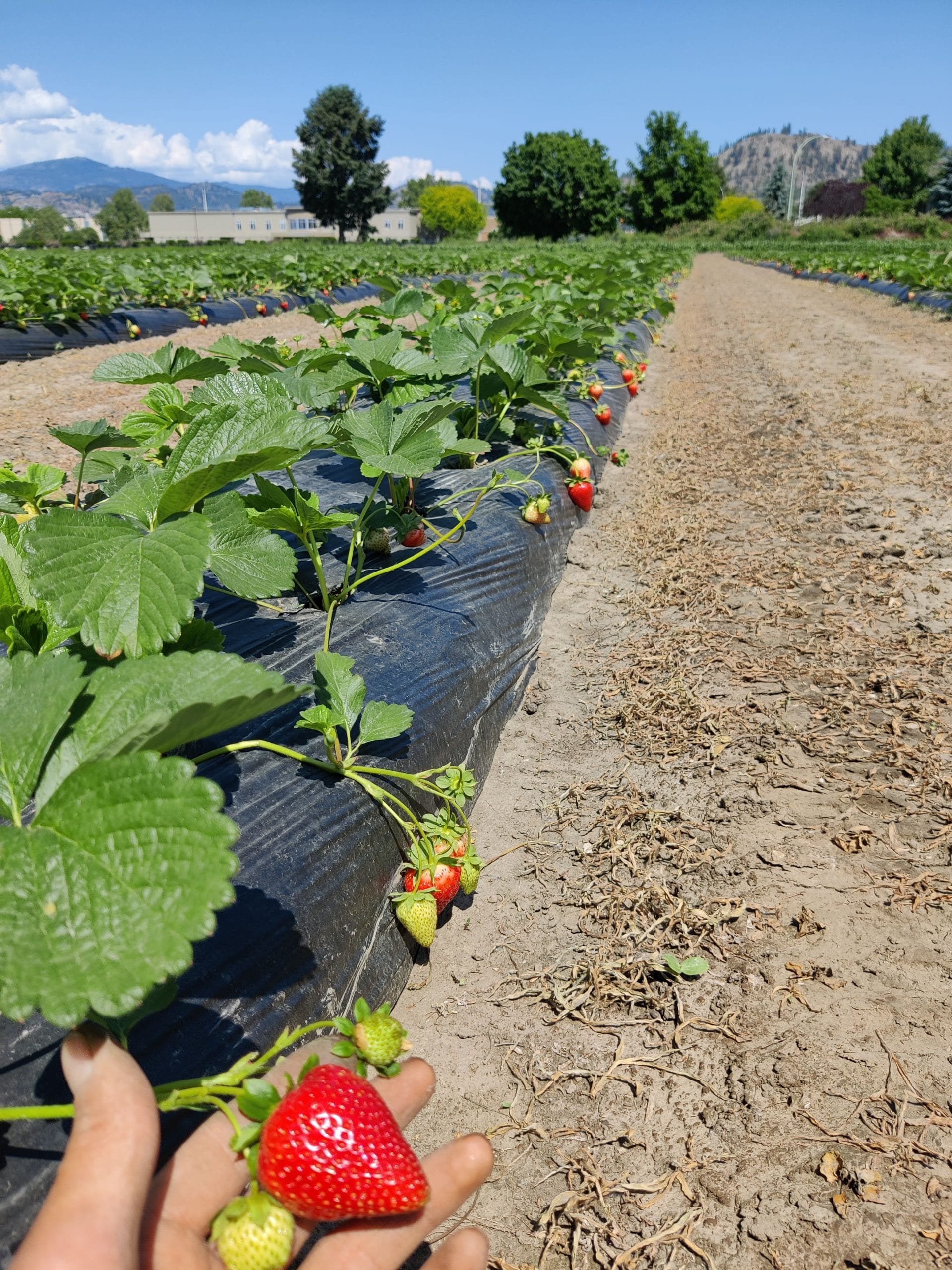 Okanagan Strawberries