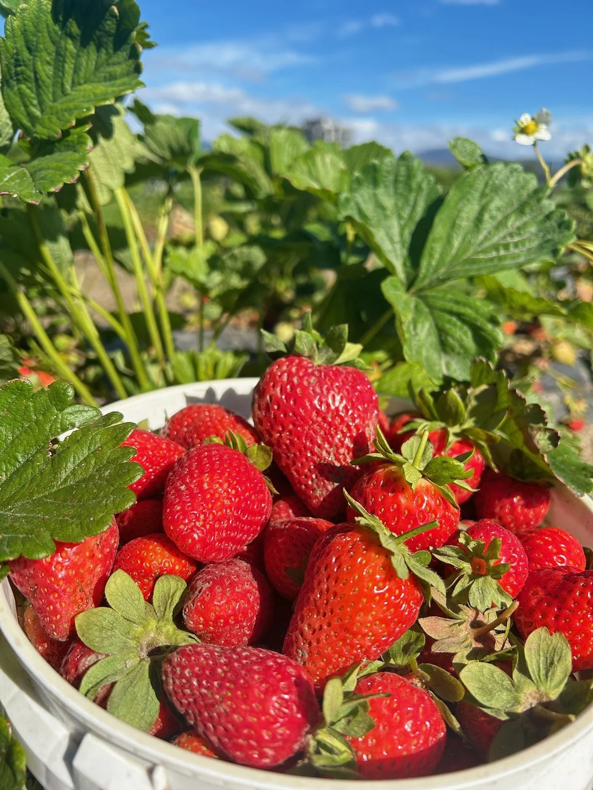 Ripe strawberries growing in the U-pick field