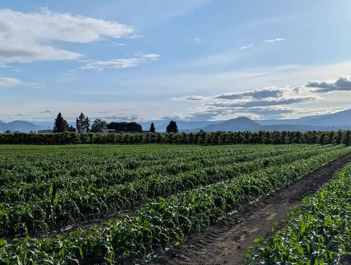 Kelowna Fruit n Veggies field of Gourmet Corn